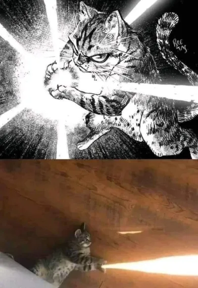 ảnh meme mèo chưởng ka-me-ha-me-ha giống Son Goku