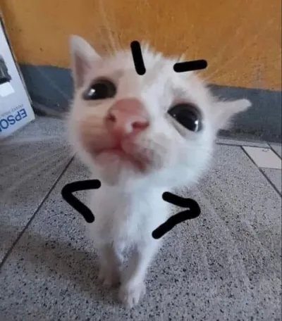 ảnh meme mèo con cau mày chống nạnh tỏ vẻ giang hồ cute