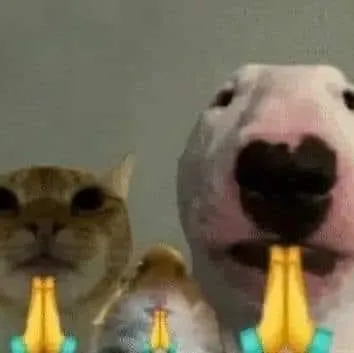 ảnh meme mèo cùng chó và chuột chắp tay cầu nguyện hài hước