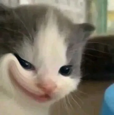 ảnh meme mèo cười nhếch mép đến tận mang tai