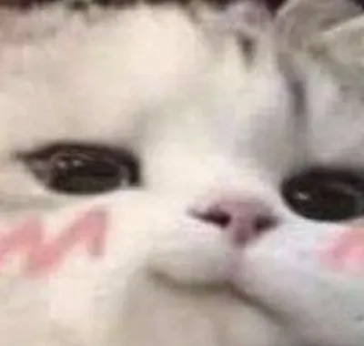 ảnh meme đáng yêu mèo cute cười nhếch mép đắc í