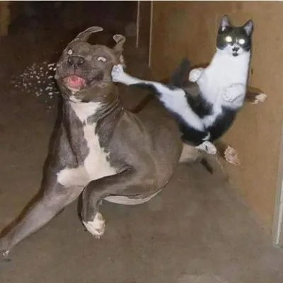 ảnh meme mèo kungfu đá vỡ mồm chó