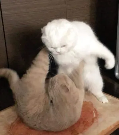 ảnh meme hai chú mèo đánh nhau hài hước