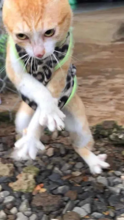 ảnh meme cute mèo đan chéo tay nhảy Gangnam Style