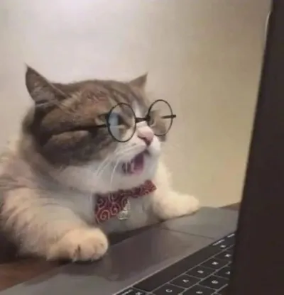 ảnh meme mèo đeo kính đang tập trung làm việc dễ thương