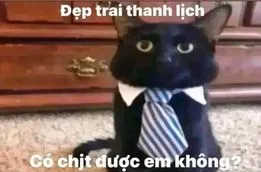 ảnh meme hài mèo đẹp trai thanh lịch, có chjt được em không ?
