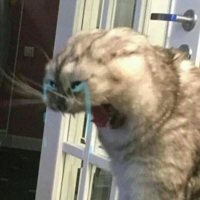 Mèo gào mồm khóc trong bức ảnh meme