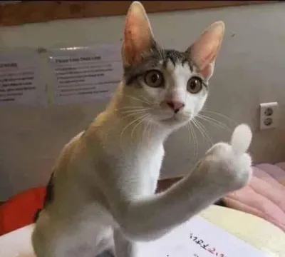 ảnh meme mèo gầy giơ ngón tay fuck cục súc