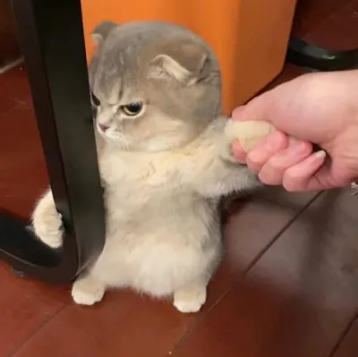 ảnh meme mèo giận dỗi dễ thương hài hước
