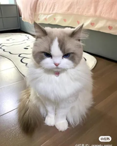 Ảnh meme mèo ngồi mặt giận dữ