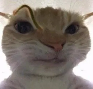 ảnh meme bựa chú mèo cau mày hóp má kiểu Gigachad