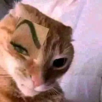 ảnh meme bựa chú mèo cau mày hóp má kiểu Gigachad