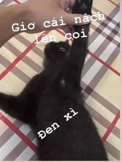 ảnh meme mèo bựa giơ cái nách lên coi, đen xì