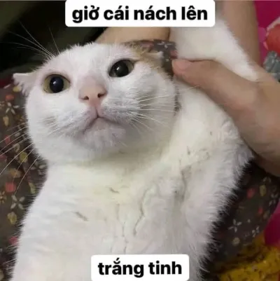 ảnh meme mèo hài hước đáng yêu giơ cái nách lên coi, trắng tinh