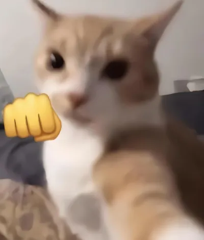 ảnh meme mèo giơ nắm đấm hài hước