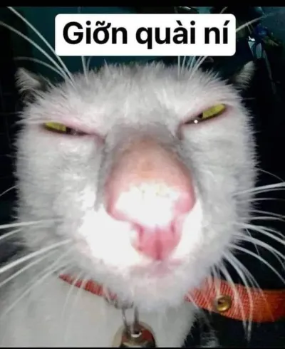 ảnh meme mèo giỡn quài ní