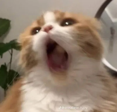 ảnh meme hài mèo há miệng chu choe cute dễ thương kawaii