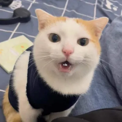 Ảnh meme mèo há mồm nói cak