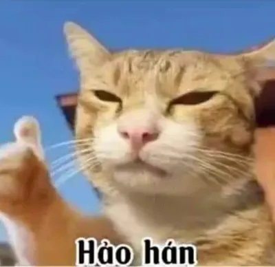 ảnh meme mèo hảo hán