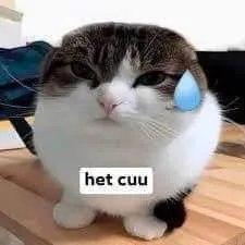 Ảnh meme mèo hết cứu