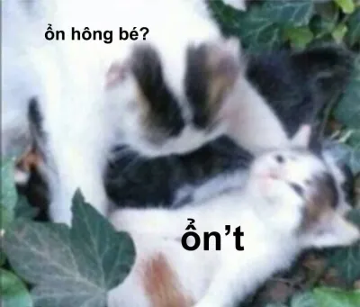 ảnh meme mèo hỏi bạn có ổn không và bạn trả lời là ổn't hài hước