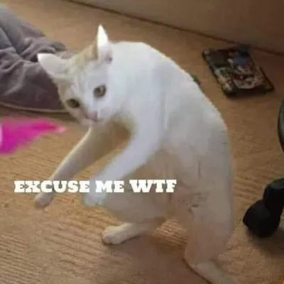ảnh meme mèo khom người excuse me wtf bựa