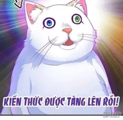 ảnh meme mèo hài hước kiến thức được tăng lên rồi