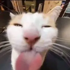 mèo lè lưỡi trong bức ảnh meme hài hước