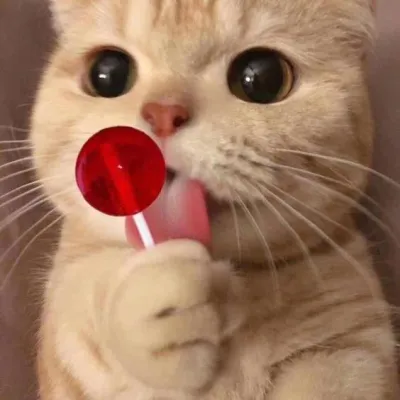ảnh meme mèo liếm kẹo đáng yêu