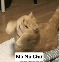 ảnh meme mèo ôm đầu kêu má nó chứ hài hước