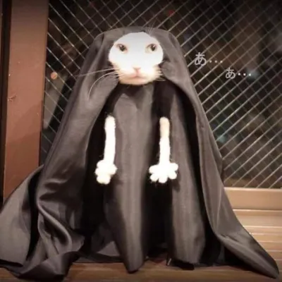 ảnh meme mèo mặc đồ ma sơ Valak biểu cảm cute