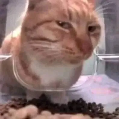 Ảnh meme mèo mặt biểu cảm của the rock