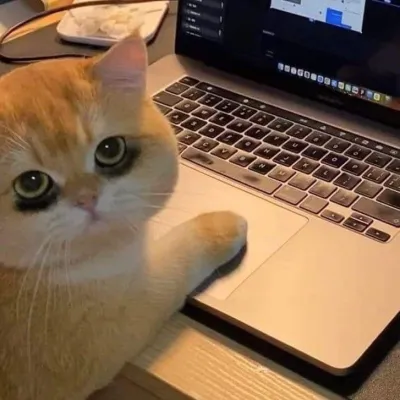 ảnh meme mèo mắt thâm đen vì thức đêm làm việc quá nhiều
