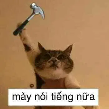 Ảnh meme mèo mày nói tiếng nữa