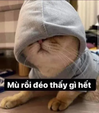 ảnh meme mèo mù rồi đéo thấy gì hết
