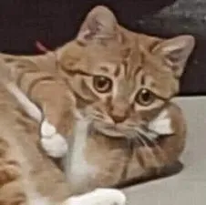 ảnh meme mèo nằm chống tay với vẻ mặt suy tư dễ thương