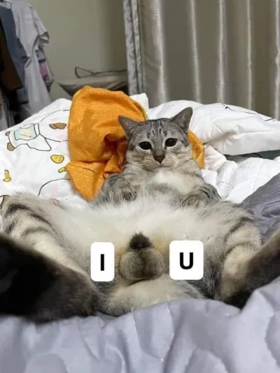 Ảnh meme mèo nằm ngửa thể hiện tình yêu