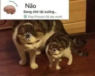 ảnh meme mèo não đang chờ tải xuống... hài hước