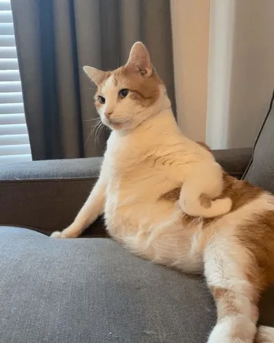 ảnh meme cute mèo ngồi tạo dáng chống nạnh kiểu sang chảnh