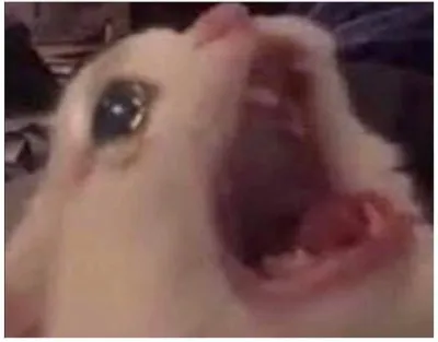 ảnh meme mèo ngửa cổ lên trời gào to mắt dưng dưng như muốn khóc