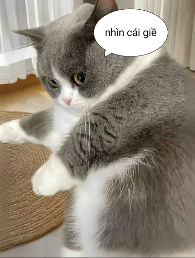 Ảnh meme mèo nhìn cái giề