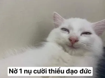 ảnh meme mèo nở 1 nụ cười thiếu đạo đức hài hước