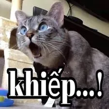Ảnh meme Mèo nói khiếp...!