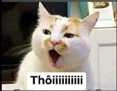 ảnh meme mèo nói thôi hài hước