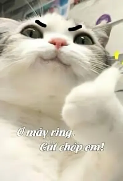 Ảnh meme mèo ơ mây ring gút chóp em