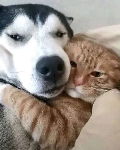 ảnh meme mèo ôm chú chó dễ thương