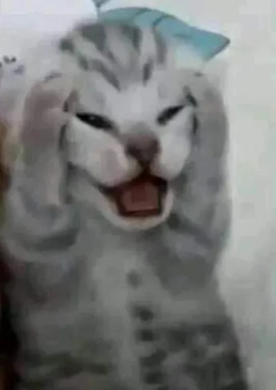 ảnh meme mèo ôm đầu la hét dễ thương