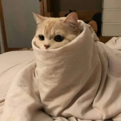 ảnh meme mèo quấn chăn vì thời tiết lạnh ở Hà Nội