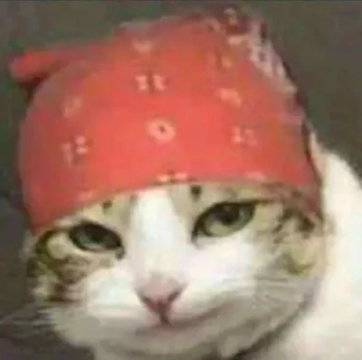ảnh meme mèo quấn khăn giống Ricardo Milos