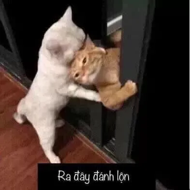 Ảnh meme mèo ra đây đánh lộn